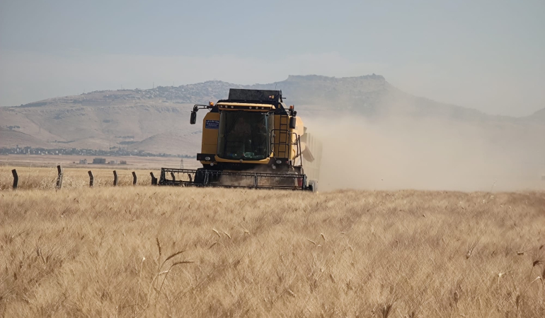 Mardin’de buğday tarlalarında hasat mesaisi sürüyor
