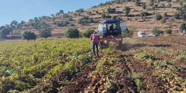 MARDİN'DE 320 DÖNÜM PATATES TARLASINDA GÜNDE 200-300 TON HASAT YAPILIYOR
