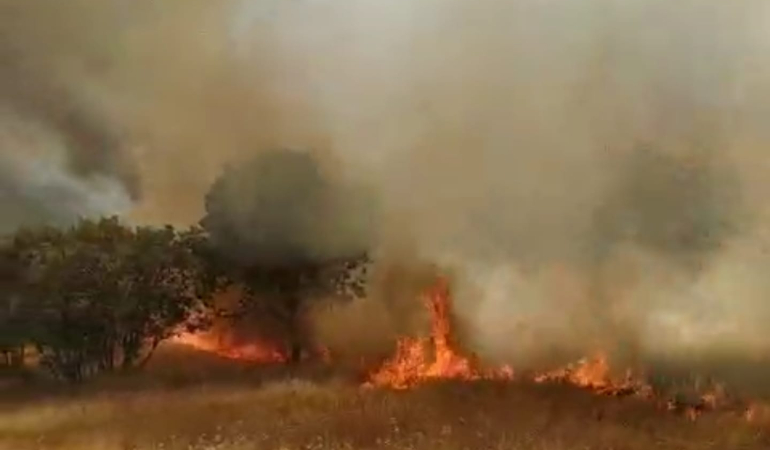 Mardin’de çıkan orman ve örtü yangını kontrol altına alındı