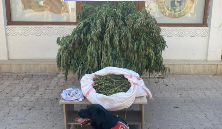 Kızıltepe’de evinin bahçesinde uyuşturucu eken şüpheli gözaltına alındı