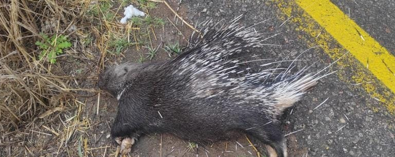 Mardin’de aracın çarptığı oklu kirpi telef oldu