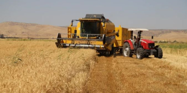Kızıltepe hasat