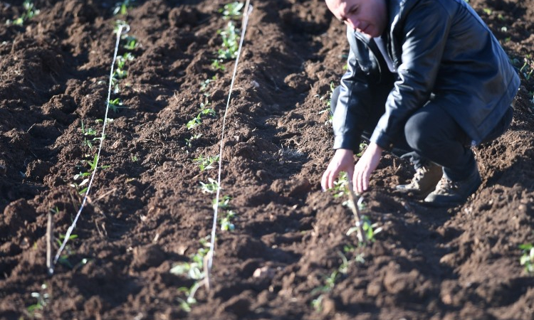 Mardin’de sahlep fidesi toprakla buluşturuldu
