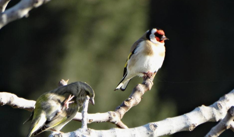 Suriyeli Mülteciler İnsanlık Dışı Yöntemlerle Saka Kuşu Avlıyor