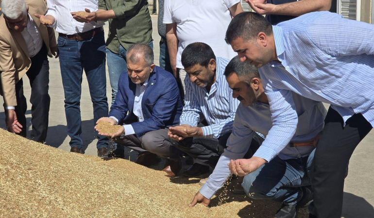 Mardin’de yılın ilk buğdayı tonu 17 bin liradan satıldı