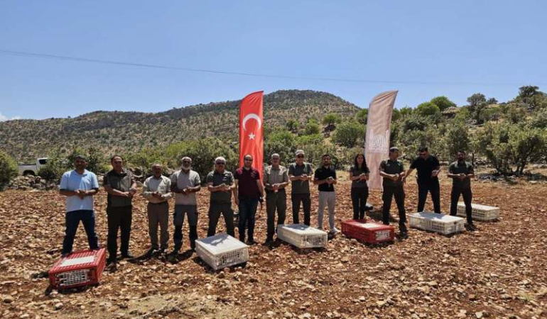 Mardin’de 300 kınalı keklik doğaya salındı